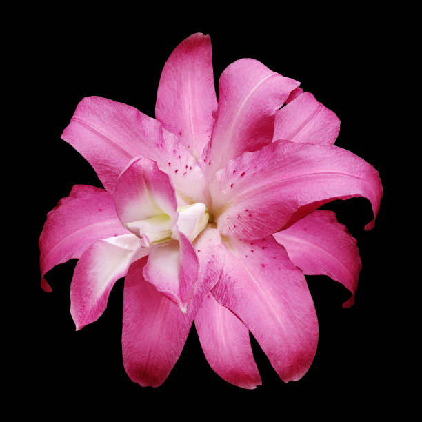 Lily   pink flower  on  black isolated background with clipping path.  Closeup. For design. View from above.  Nature.