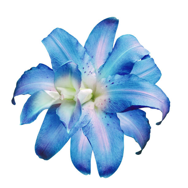 Lily  flower  on  a white  isolated background with clipping path.  Closeup. For design. View from above.  Nature.