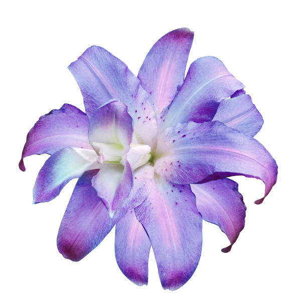 istock Lily   flower  on  a white  isolated background with clipping path.  Closeup. For design. View from above.  Nature. 2148929552