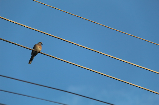 Birds on wire with blue sky. Birds on power lines. A group of gray birds with a few white birds