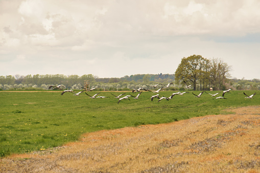 Cranes in the field. Foraging by wild birds in the wild. Migratory birds in Germany