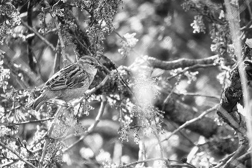 Sparrow sitting in the shelter of a shrub on a branch in black and white. Brown, black, white wild bird threatened with extinction. Animal photo of a bird