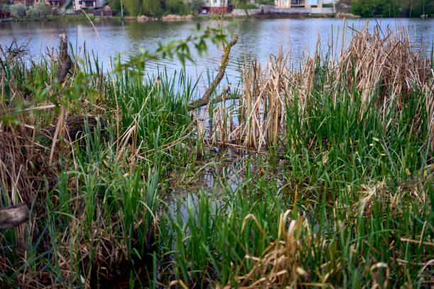 the wild flowers on the river bank