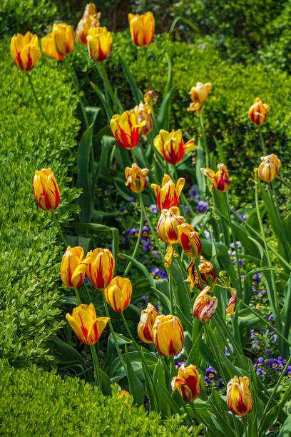 istock yellow tulpis in italian garden 2148930633