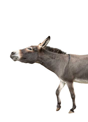 Somali donkey isolated on a white background