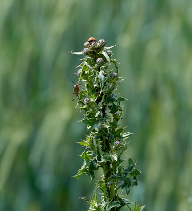 creeping thistle resp.Cirsium arvense with insects--Scorpion fly resp.Panorpa communis and  Black bean aphids resp Aphis fabae--on field in lower Rhine region,Germany