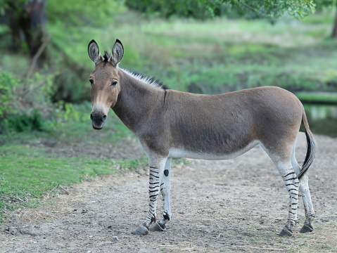 donkey standing against the background of the forest