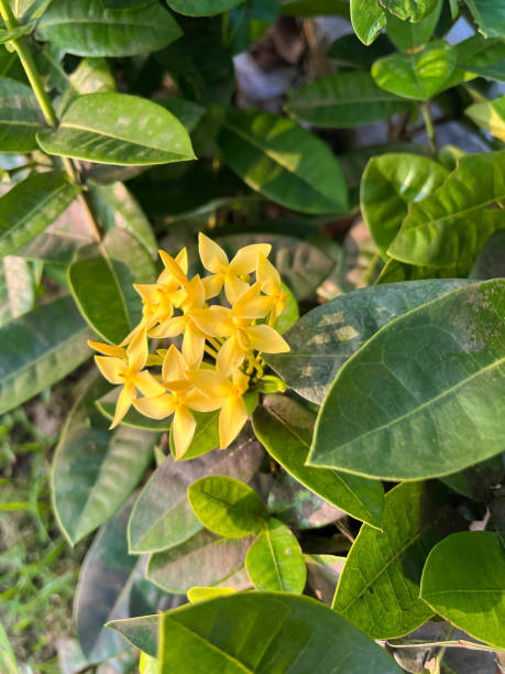 istock surface texture of leaves and flowers in a park 2148931308