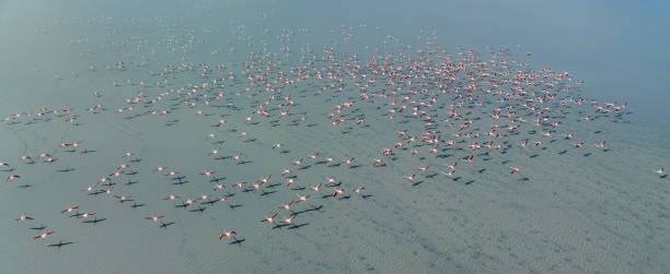 istock Greater Flamingo 2148931834