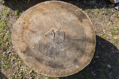 Tree Rings texture background