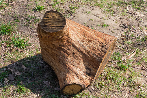 Knotty piece of the old oak trunk cut with chainsaw lying on the ground in sunny weather