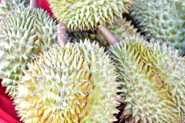 istock Thai fruits, durian 2148933238
