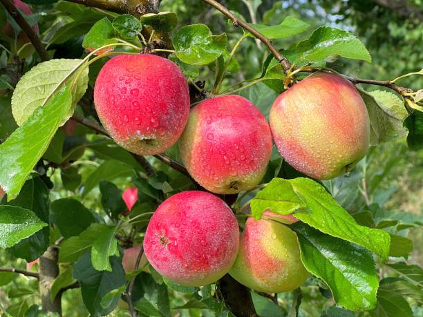 istock Apples red ripe fruits in orchard 2148934280
