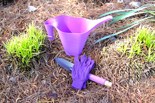 Shovel and gardening gloves