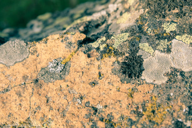 Macrophotography Forest Growth Lichen
