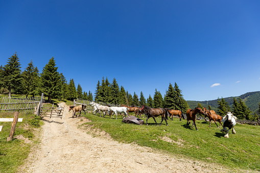 Wild Horse in the Carpathian Mountains