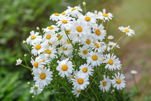 Bouquet of white chamomile wildflowers. Beautiful nature with blooming medicinal daisies in the sun. Alternative medicine. Summer flowers. Beautiful meadow. Natural background