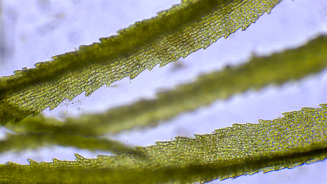 Moss plant microscopic view