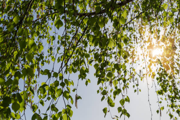 istock Birch branches with leaves and catkins hanging down against sky 2148935337