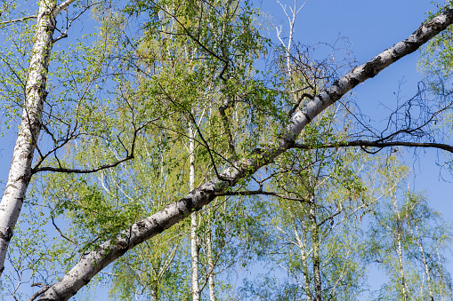 Leaning trunk of birch with branches with young leaves and catkins against the other trees and sky in forest in spring sunny morning