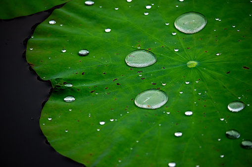 Macro 3X of water drops on a green leaf. Tiny depth of field.