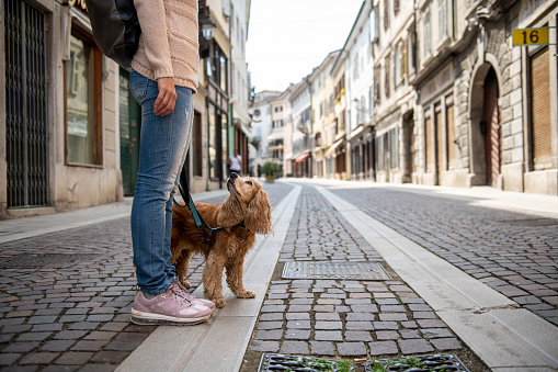 Cocker spaniel dog and the owner enjoy a walk in the city