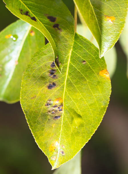 istock Diseases on pear leaves. Close-up 2148935518