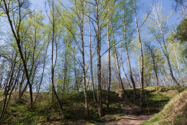 istock Hilly section of spring forest with birches on a foreground 2148935554