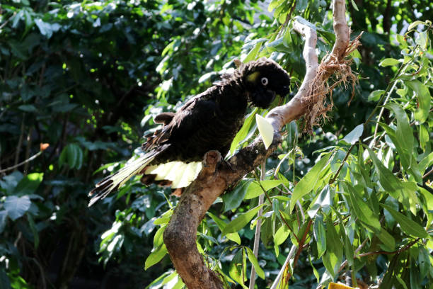 istock Yellow-tailed black cockatoo (Zanda funerea) sitting on a tree branch : (pix Sanjiv Shukla) 2148935628