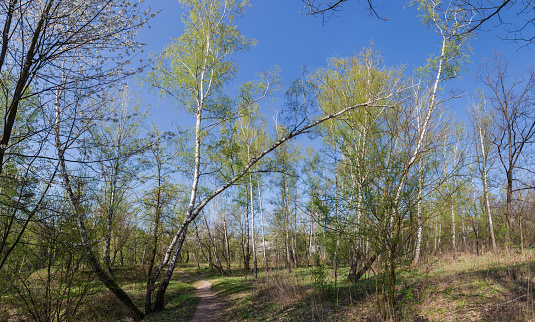 Section of the forest with leaning birches on a foreground on a spring sunny morning, panoramic view