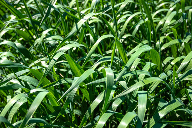 istock Agricultural field landscape 2148936220