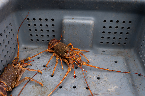 Close-up of two lobsters on a plastic container freshly fished