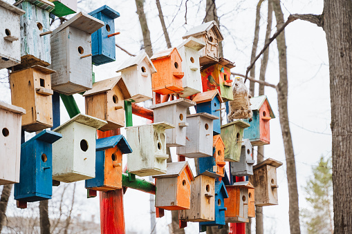 A variety of colorful bird houses have been fixed to trees, creating a whimsical facade. This urban design fixture adds charm to the natural landscape