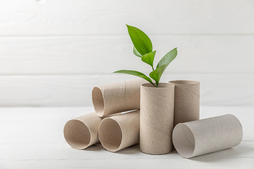 Empty toilet paper roll. Empty toilet paper rolls and plant for on background. Paper tube of toilet paper. Place for text. Copy space. Flat lay. Eco-friendly reuse recycle