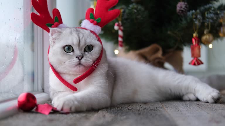 Scottish cat in deer antlers on the background of a blurred Christmas tree. The kitten celebrates the New Year.