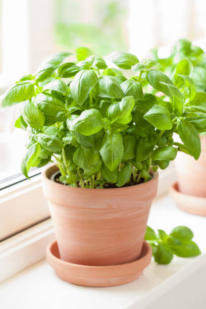 istock fresh basil herb in terracotta pot 2148937283