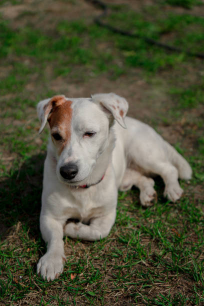 istock Sad old dog Jack Russell terrier 2148937887