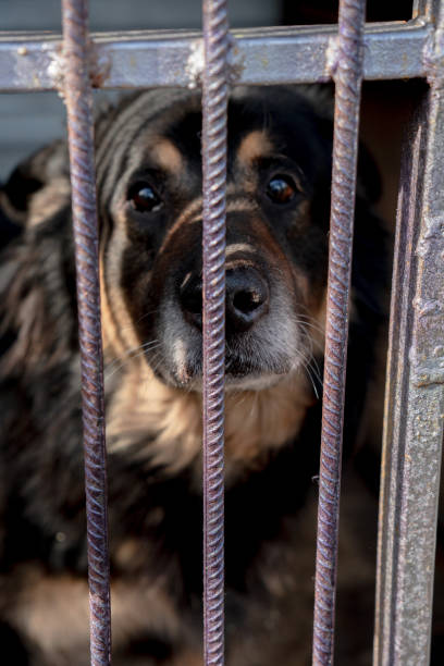 istock sad black dog in prison or shelter 2148937892