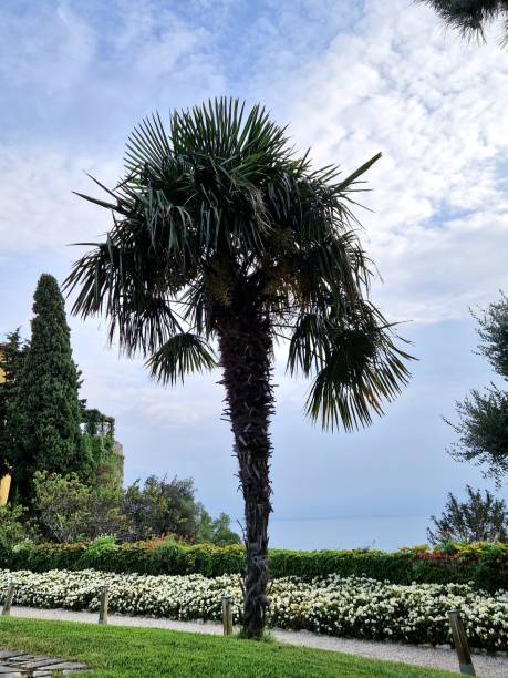 istock palm in garden 2148937930
