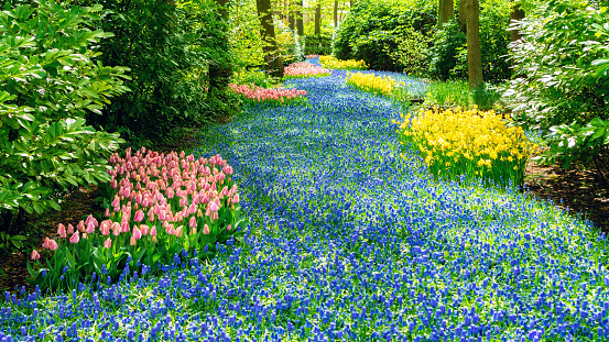 Artificial river made with flowers in landscape design of parks and shady gardens. A river of blue hyacinths in a forest garden . Original landscape ideas with bulb flowers.