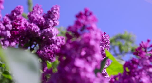 lilac lilac flowers in sunny spring weather