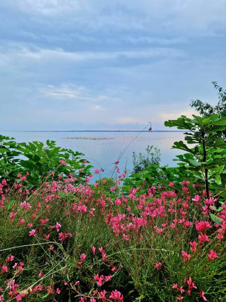 istock rosa flowers at coast 2148938340