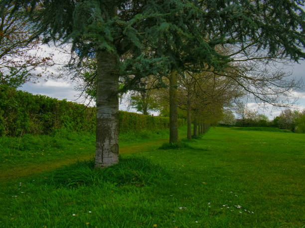 A line of trees in the park with grass field