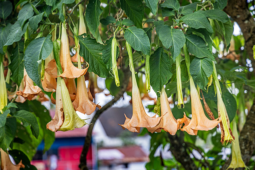 Angel's trumpet, Brugmansia are a popular plant in public parks in tropical areas, it originates from South America but are extinct in nature. And are very poisonous. This one is found in North Sumatra.