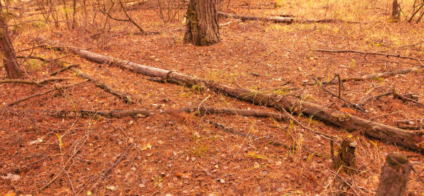 istock Fallen logs in the forest in autumn 2148939281