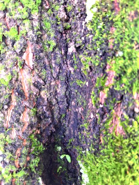 istock A close-up texture of tree bark, adorned with a lush layer of green moss. 2148939309