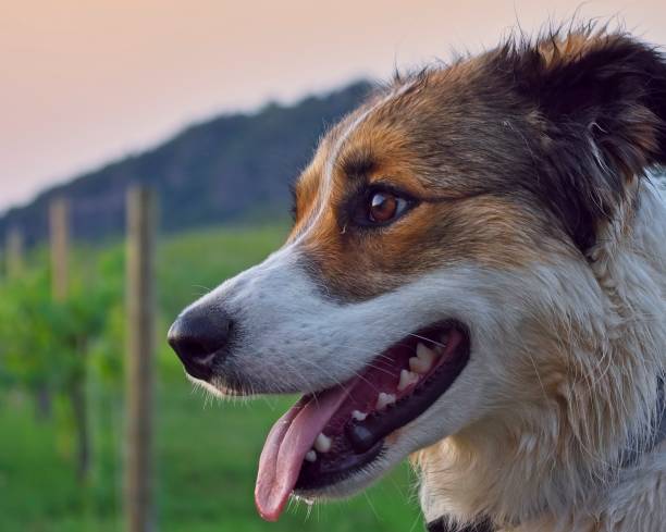 istock Dog portre in the sunset 2148939566