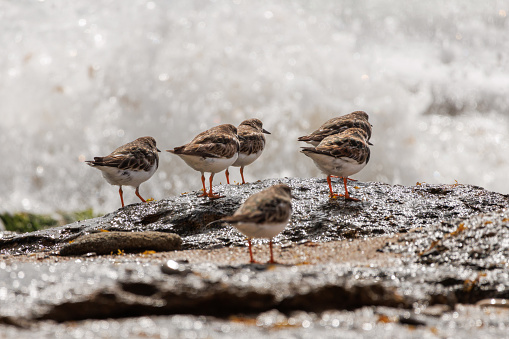Group of Turnstones, Arenaria interpres, on rock in the Mediterranean Sea and wave breaking in the background, Spain