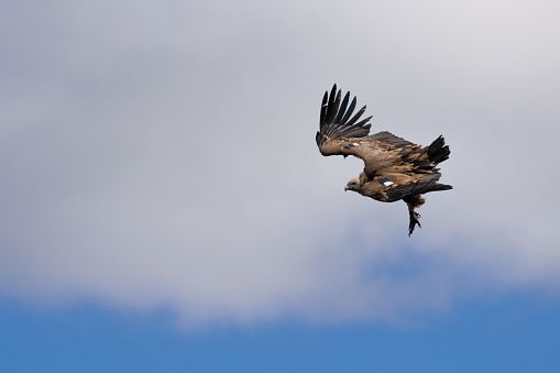 Vulture Gyps fulvus in descent position with cloud in the background, Alcoy, Spain