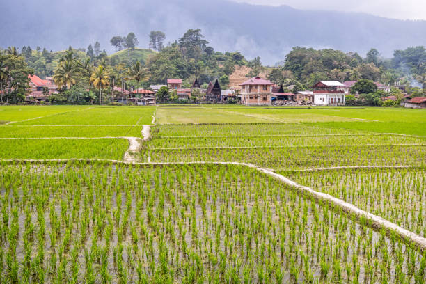 Samosir Island, Lake Toba, North Sumatra, Indonesia - February 1th 2024: Freshly flooded rice fields in front of farm buildings